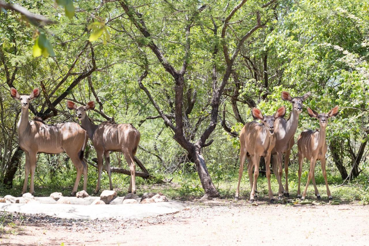 Hello Kruger Hideaway Cottage & Skilpad Studio Marloth Park Exterior photo